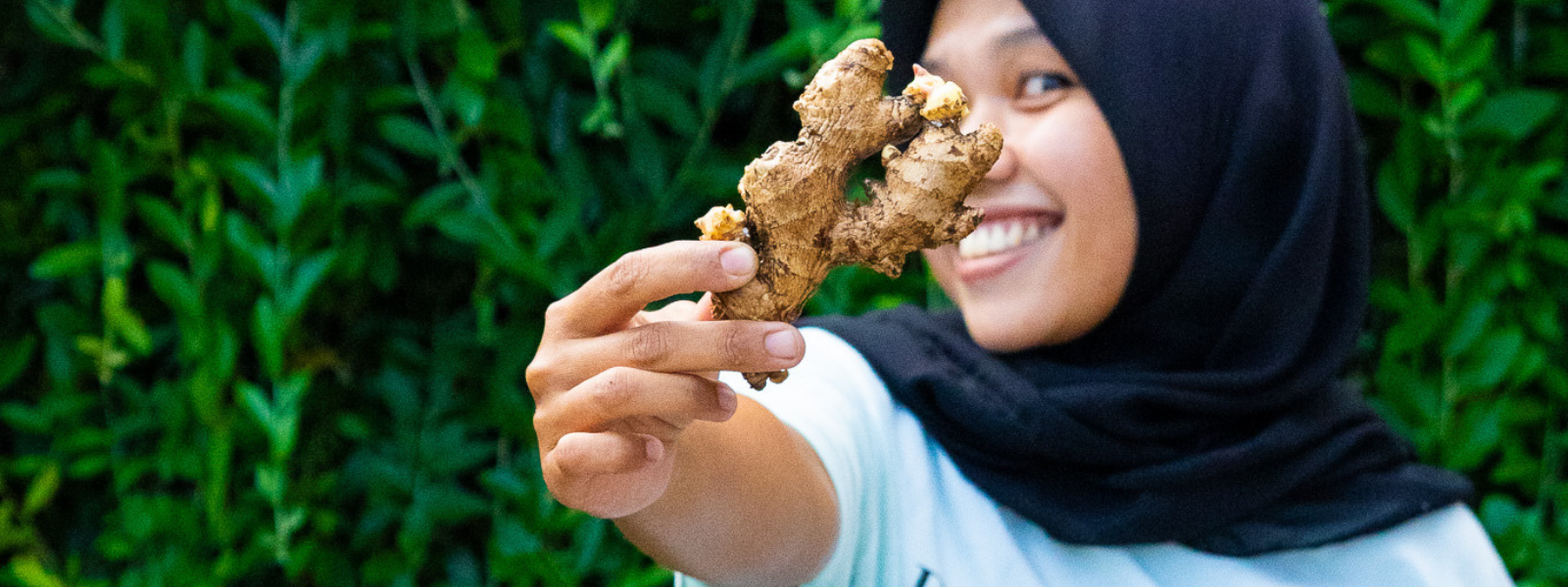 DISINI LOMBOK ginger, selong belanakl